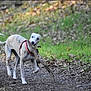 dog, animal, stick, outdoor, forest, path, grass, leaves, nature, pet, canine, walking, playful, white, gray, collar, daytime, ground, muzzle, tail