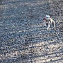 Vanille a rejoint le concours — aidez-le/la à gagner de superbes lots ! dog, running, gravel, outdoor, small_dog, white_dog, harness, motion, path, animal, pet, daylight, nature, blurred_background, energetic, canine, active, walking, ground, playful