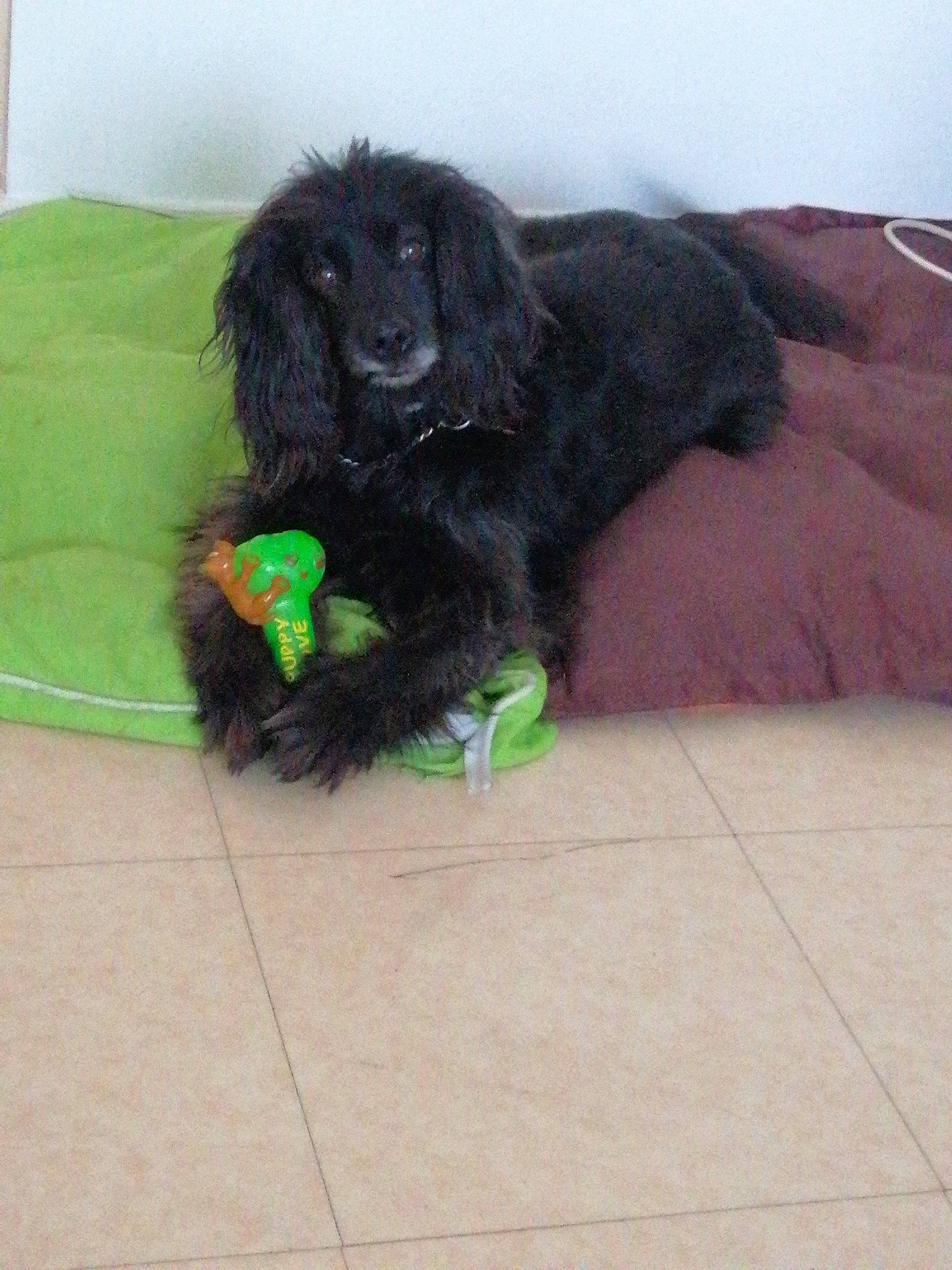 Wallis a rejoint le concours — aidez-le/la à gagner de superbes lots ! american_cocker_spaniel, beagador, canidae, carnivore, cocker_spaniel, companion_dog, dog, dog_breed, english_cocker_spaniel, flat_coated_retriever, hovawart, mammal, newfoundland, puppy, rare_breed_dog, spaniel, sporting_group, vertebrate