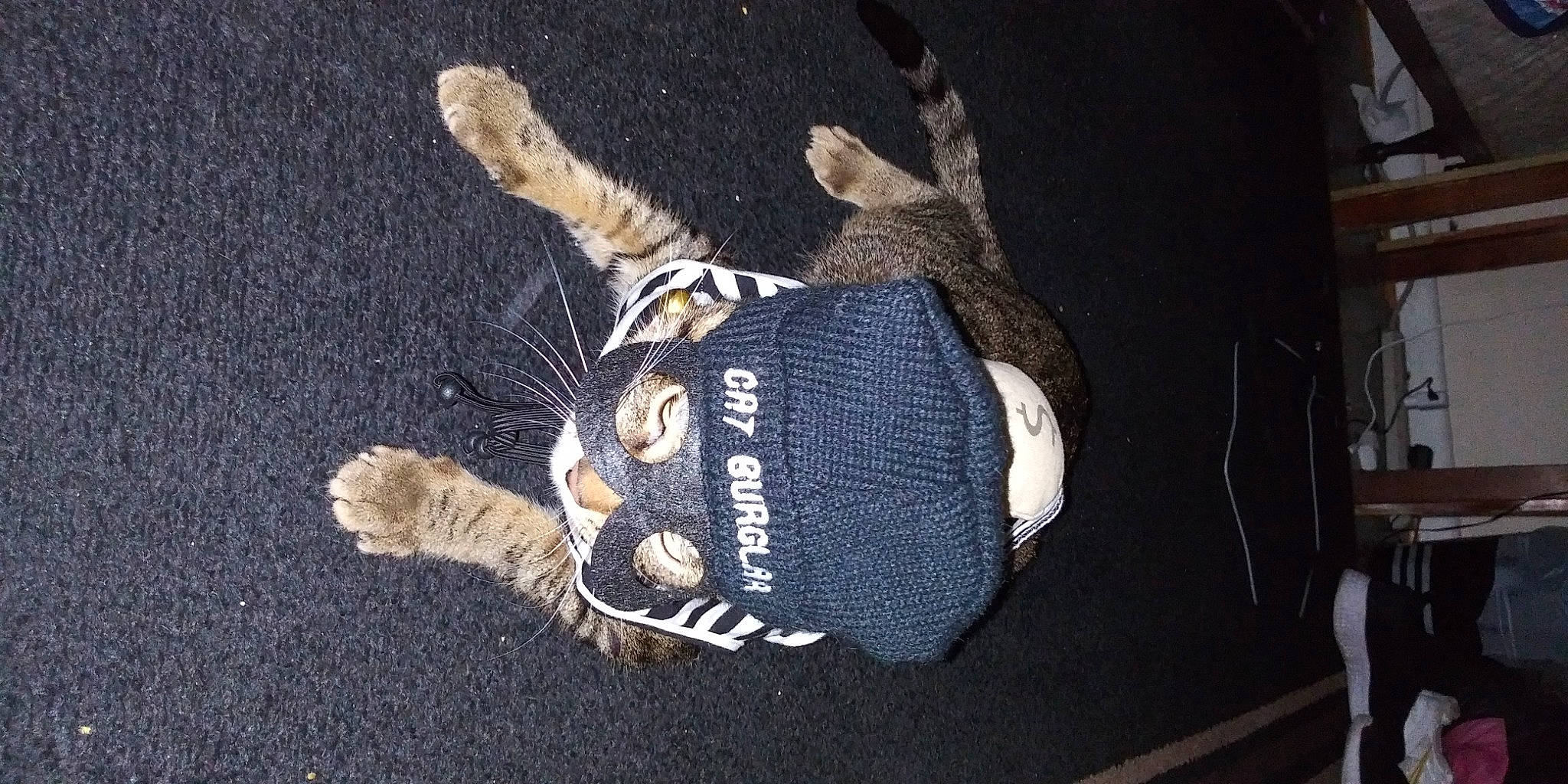 Tigger is registered to the contest to win money with this photo: cap, claw, electric_blue, fashion_accessory, felidae, fur, glove, hat, headgear, human_leg, personal_protective_equipment, rope, stuffed_toy, tail, thread, toy, tree, wool, woolen, wrist