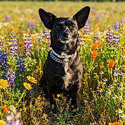 Wednesday joined the competition — help win amazing prizes! dog, black_dog, wildflowers, field, outdoor, nature, sunlight, ears, collar, grass, flowers, purple_flowers, orange_flowers, yellow_flowers, greenery, pet, animal, summer, portrait, cute