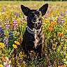 dog, black_dog, wildflowers, field, outdoor, nature, sunlight, ears, collar, grass, flowers, purple_flowers, orange_flowers, yellow_flowers, greenery, pet, animal, summer, portrait, cute