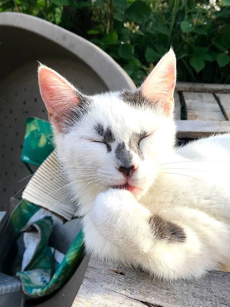 Kyara participe au concours pour gagner de l'argent avec cette photo : asian, carnivore, cat, colorpoint_shorthair, domestic_short_haired_cat, ear, eye, felidae, fur, kitten, mammal, nose, ojos_azules, small_to_medium_sized_cats, snapshot, tail, thai, turkish_angora, turkish_van, whiskers