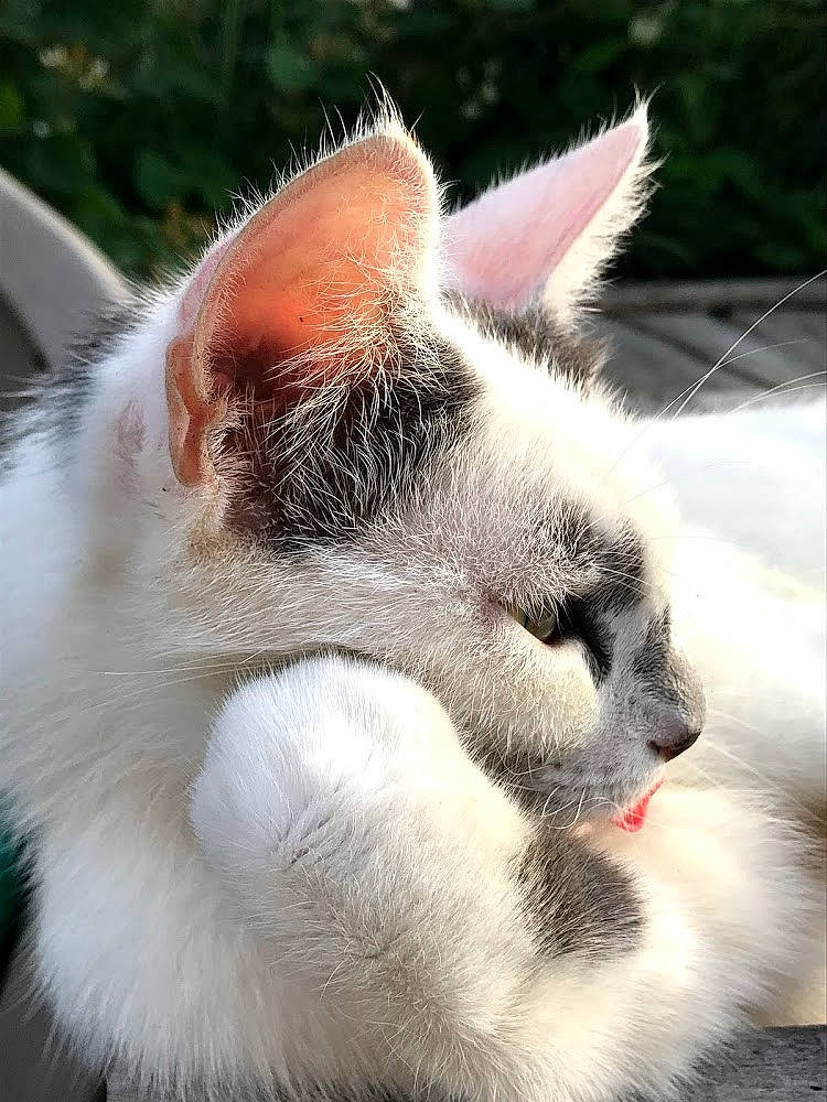 Kyara participe au concours pour gagner de l'argent avec cette photo : carnivore, cat, claw, ear, felidae, fur, kitten, mammal, nose, ragdoll, small_to_medium_sized_cats, snout, turkish_van, whiskers