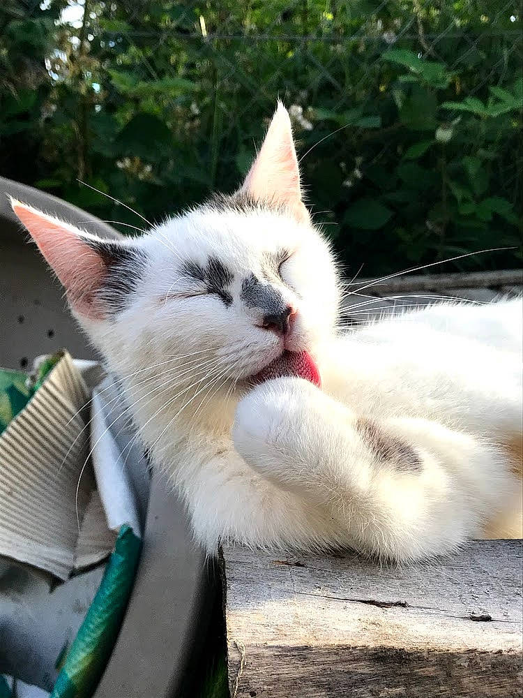 Kyara participe au concours pour gagner de l'argent avec cette photo : aegean_cat, asian, carnivore, cat, colorpoint_shorthair, domestic_short_haired_cat, ear, eye, felidae, fur, kitten, mammal, nose, ojos_azules, ragdoll, sky, small_to_medium_sized_cats, turkish_angora, turkish_van, whiskers