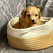 Carmelo joined the competition — help win amazing prizes! puppy, dog, basket, woven_basket, cute, pet, animal, fur, small, young, indoor, cozy, brown, beige, texture, fabric, pattern, closeup, portrait, resting