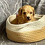 puppy, dog, basket, woven_basket, cute, pet, animal, fur, small, young, indoor, cozy, brown, beige, texture, fabric, pattern, closeup, portrait, resting