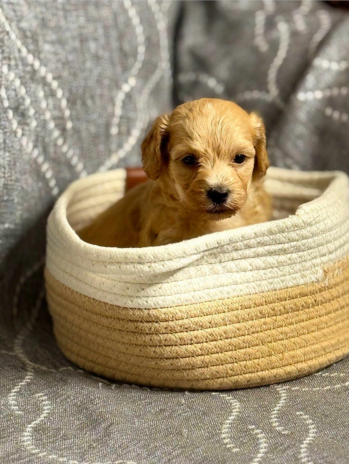 Carmelo joined the competition — help win amazing prizes! puppy, dog, basket, woven_basket, cute, pet, animal, fur, small, young, indoor, cozy, brown, beige, texture, fabric, pattern, closeup, portrait, resting