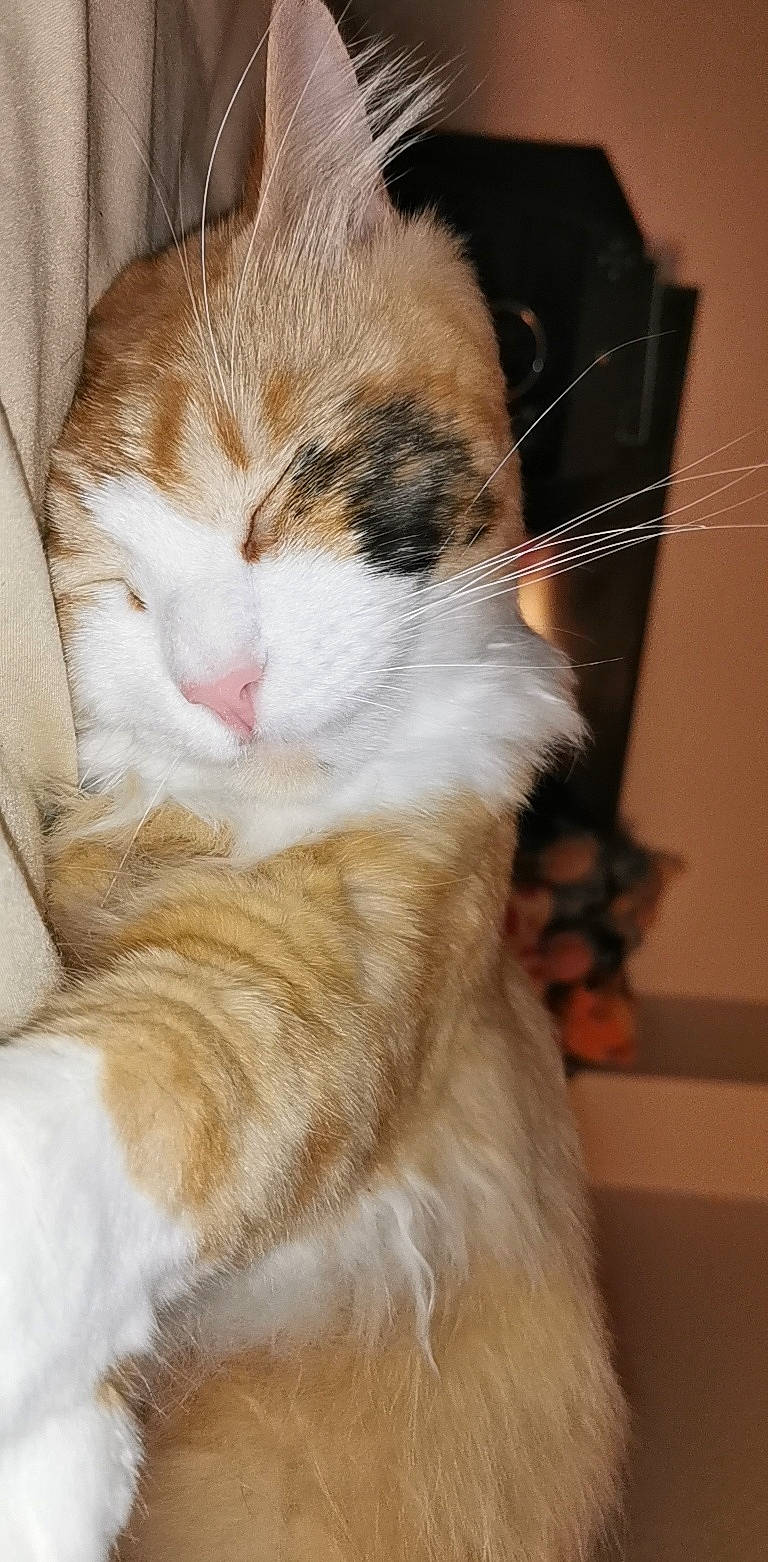 Iago participe au concours pour gagner de l'argent avec cette photo : carnivore, cat, claw, comfort, domestic_short_haired_cat, ear, fawn, felidae, foot, fur, lap, nap, paw, sitting, sleep, small_to_medium_sized_cats, snout, tail, whiskers, wood