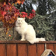 Kuzko joined the competition — help win amazing prizes! cat, white_cat, fluffy, longhaired, pet, animal, feline, sitting, fence, wooden_fence, outdoor, garden, autumn, fall_leaves, red_leaves, evergreen, trees, nature, collar, portrait