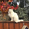 cat, white_cat, fluffy, longhaired, pet, animal, feline, sitting, fence, wooden_fence, outdoor, garden, autumn, fall_leaves, red_leaves, evergreen, trees, nature, collar, portrait