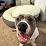 Mya is registered to the contest to win money with this photo: animal, canine, carpet, dog, dog_bed, door, ears, floor, footwear, fur, happy, indoor, person, pet, room, shorts, smiling, snout, tongue, wall