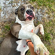 Mya is registered to the contest to win money with this photo: affection, animal, canine, cute, dirt, dog, expression, friendship, grass, hand, lying_down, mammal, nature, outdoor, paw, person, pet, playing, reaching, tongue