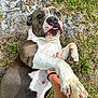 affection, animal, canine, cute, dirt, dog, expression, friendship, grass, hand, lying_down, mammal, nature, outdoor, paw, person, pet, playing, reaching, tongue