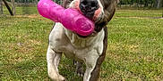Mya is registered to the contest to win money with this photo: active, animal, brown_and_white, canine, close_up, daytime, dog, fence, grass, grass_field, happy, nature, outdoor, pet, pink_toy, playing, running, snout, toy, trees