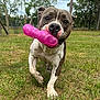 active, animal, brown_and_white, canine, close_up, daytime, dog, fence, grass, grass_field, happy, nature, outdoor, pet, pink_toy, playing, running, snout, toy, trees