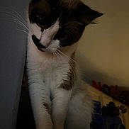 Luna joined the competition — help win amazing prizes! cat, animal, pet, fur, whiskers, black_and_white, curious, indoor, dim_light, close_up, face, ears, paws, toy, background, feline, looking_down, cute, domestic, mammal