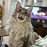 Alpha participe au concours pour gagner de l'argent avec cette photo : cat, fluffy, long_hair, indoor, pet, animal, curious, close_up, feline, whiskers, yellow_eyes, mouth_open, fur, domestic_cat, cute, portrait, living_room, soft_focus, window, blanket