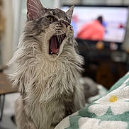 Alpha a rejoint le concours — aidez-le/la à gagner de superbes lots ! cat, fluffy, indoor, yawning, pet, feline, domestic_animal, mammal, fur, whiskers, mouth_open, teeth, closeup, blurred_background, television, furniture, blanket, pattern, cozy, home