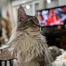 Alpha a rejoint le concours — aidez-le/la à gagner de superbes lots ! cat, fluffy, long_hair, pet, indoor, living_room, blanket, table, window, television, blurred_background, side_view, mammal, whiskers, ears, fur, domestic_animal, cozy, feline, portrait
