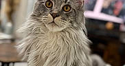 Alpha a rejoint le concours — aidez-le/la à gagner de superbes lots ! cat, fluffy, gray_cat, white_fur, amber_eyes, indoor, pet, animal, portrait, curious, feline, closeup, soft_focus, background_blur, domestic_cat, whiskers, long_hair, sitting, table, blanket