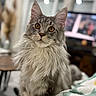 cat, fluffy, gray_cat, white_fur, amber_eyes, indoor, pet, animal, portrait, curious, feline, closeup, soft_focus, background_blur, domestic_cat, whiskers, long_hair, sitting, table, blanket