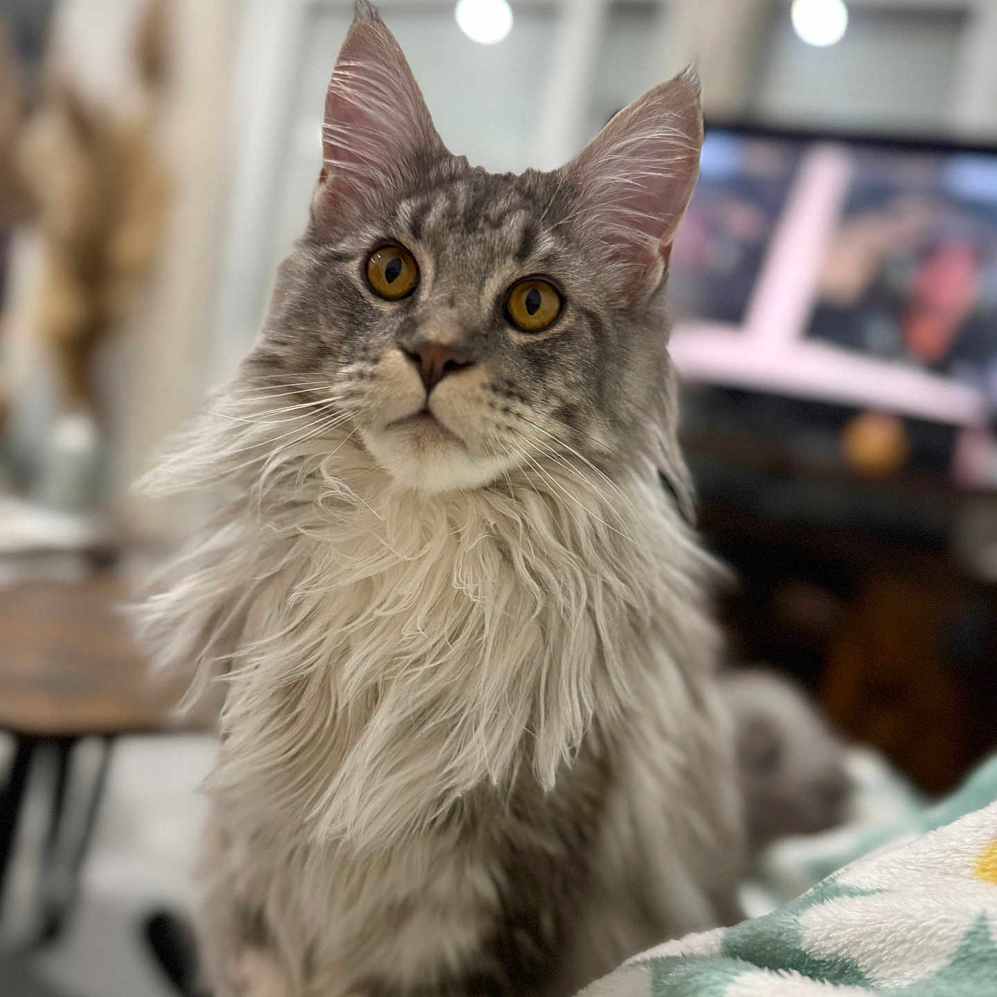Alpha a rejoint le concours — aidez-le/la à gagner de superbes lots ! cat, fluffy, gray_cat, white_fur, amber_eyes, indoor, pet, animal, portrait, curious, feline, closeup, soft_focus, background_blur, domestic_cat, whiskers, long_hair, sitting, table, blanket