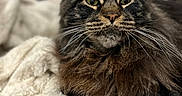 Priska participe au concours pour gagner de l'argent avec cette photo : abyssinian, angora, animal, blanket, cat, couch, furniture, homedecor, kitten, laundry, linen, manx, pet, quilt, snout, towel, wood