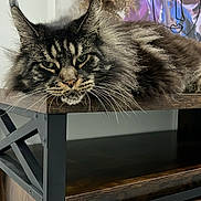 Priska participe au concours pour gagner de l'argent avec cette photo : animal, art, cat, collage, computerhardware, desk, diningtable, electronics, furniture, hardware, hardwood, indoors, interiordesign, kitten, manx, pet, plywood, screen, table, wood
