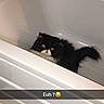 Halexia participe au concours pour gagner de l'argent avec cette photo : angle, automotive_exterior, bathroom, bathtub, black, carnivoran, cat, cat_like_mammal, floor, flooring, mammal, plumbing_fixture, room, sink, small_to_medium_sized_cats, tap