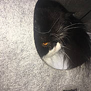 Halexia participe au concours pour gagner de l'argent avec cette photo : black, black_cat, carnivoran, cat, cat_like_mammal, close_up, eye, fur, small_to_medium_sized_cats, snout, whiskers