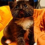 adorable, animal, cat, cozy, cute, domestic_cat, feline, fluffy, fur, indoor, kitten, looking_up, orange_blanket, pet, sitting, small, tuxedo_cat, whiskers, white_paws, young