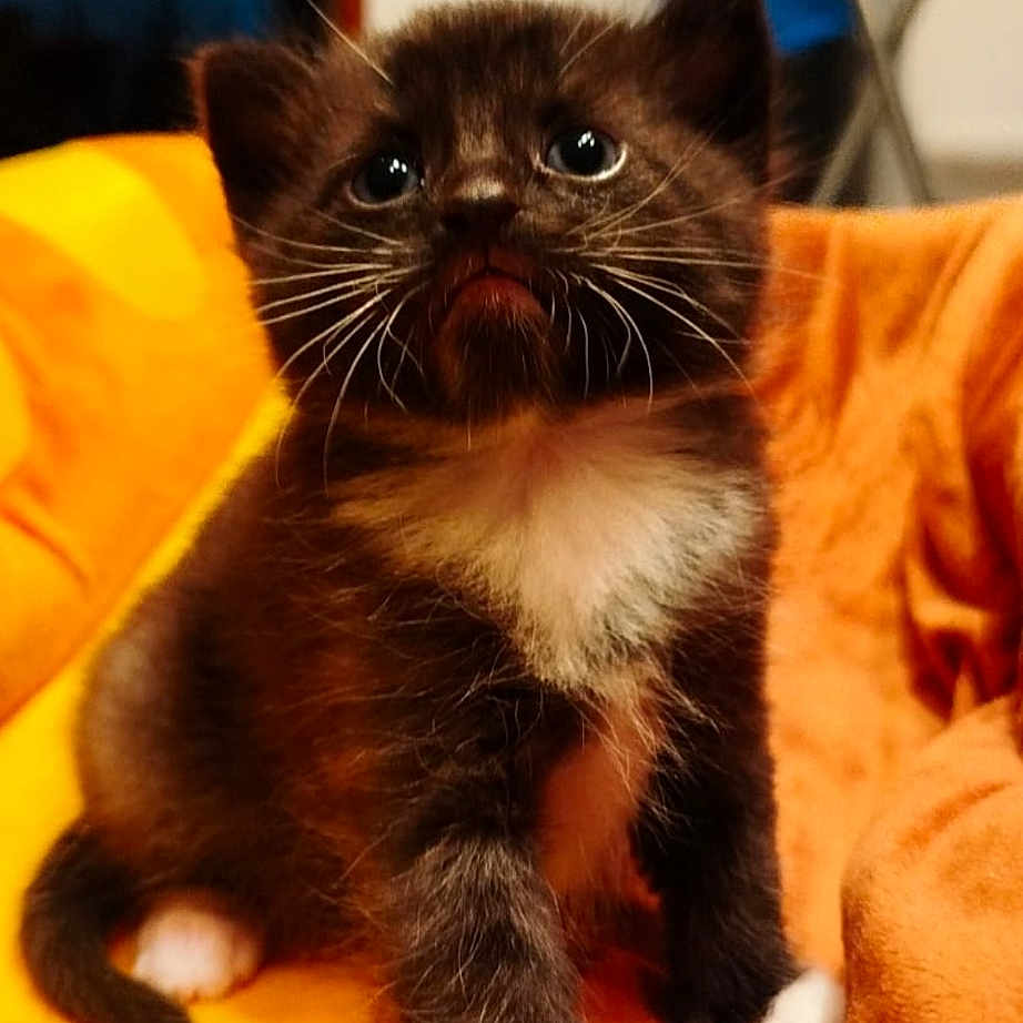 Simba participe au concours pour gagner de l'argent avec cette photo : adorable, animal, cat, cozy, cute, domestic_cat, feline, fluffy, fur, indoor, kitten, looking_up, orange_blanket, pet, sitting, small, tuxedo_cat, whiskers, white_paws, young