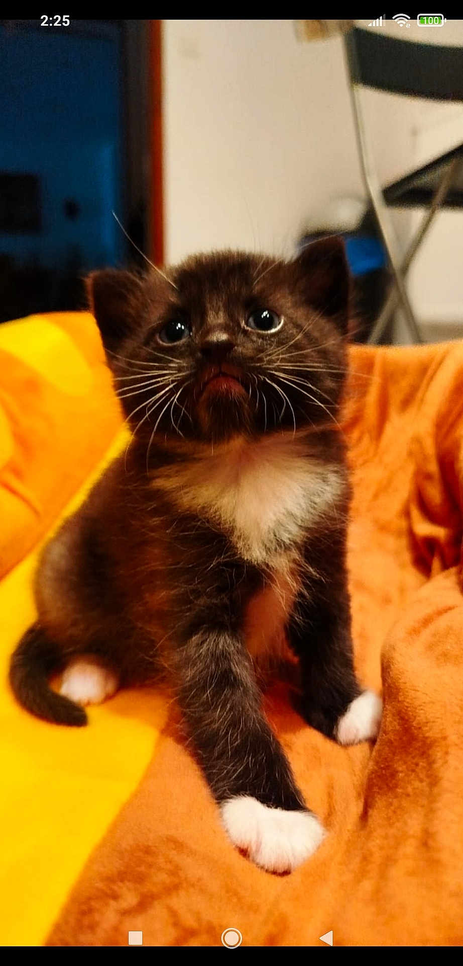 Simba