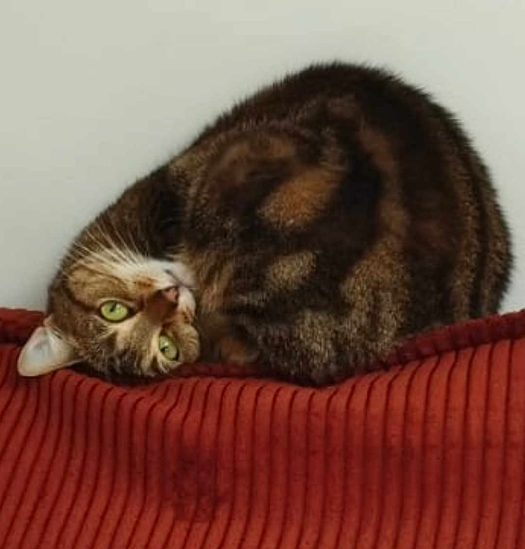 Charlie a rejoint le concours — aidez-le/la à gagner de superbes lots ! cat, tabby, green_eyes, curled_up, loaf_position, feline, pet, domestic_animal, resting, blanket, red_blanket, striped_fur, whiskers, indoor, cozy, cute, animal, fur, relaxed, portrait