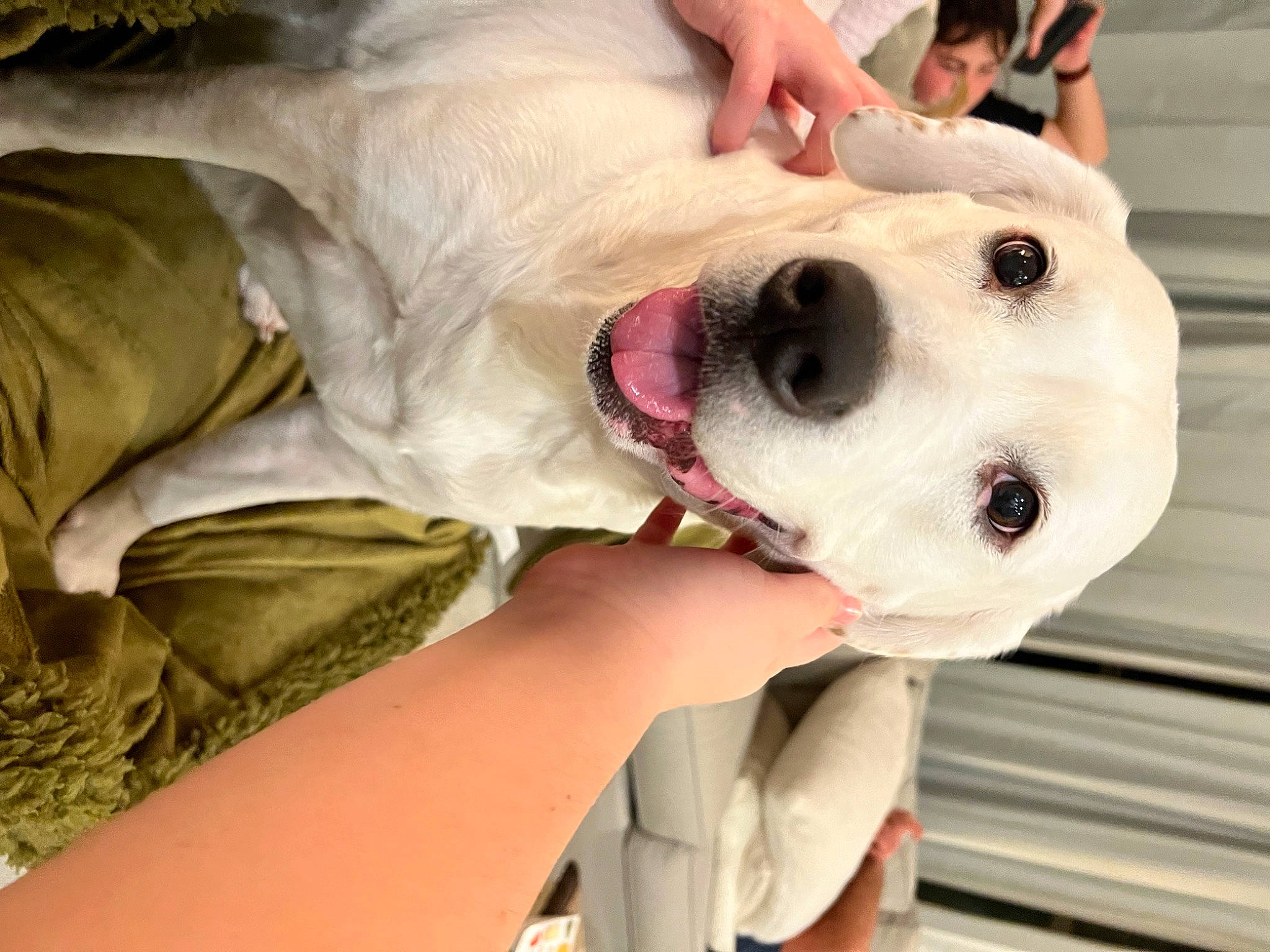 Lucky joined the competition — help win amazing prizes! canidae, carnivore, collar, comfort, companion_dog, dog, dog_breed, eyewear, fawn, fur, happy, jaw, retriever, selfie, snout, sporting_group, sunglasses, whiskers, wood, working_animal