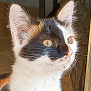 Lilou a rejoint le concours — aidez-le/la à gagner de superbes lots ! animal, background_blur, calico, cat, close_up, curious, domestic_cat, ears, eyes, feline, fur, indoor, looking, muzzle, nose, pet, portrait, side_view, soft_light, whiskers