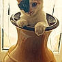 Lilou participe au concours pour gagner de l'argent avec cette photo : adorable, animal, cat, close_up, curious, curtains, cute, domestic, ears, feline, indoor, kitten, paws, pet, sitting, soft_light, two_tone_face, vase, whiskers, window