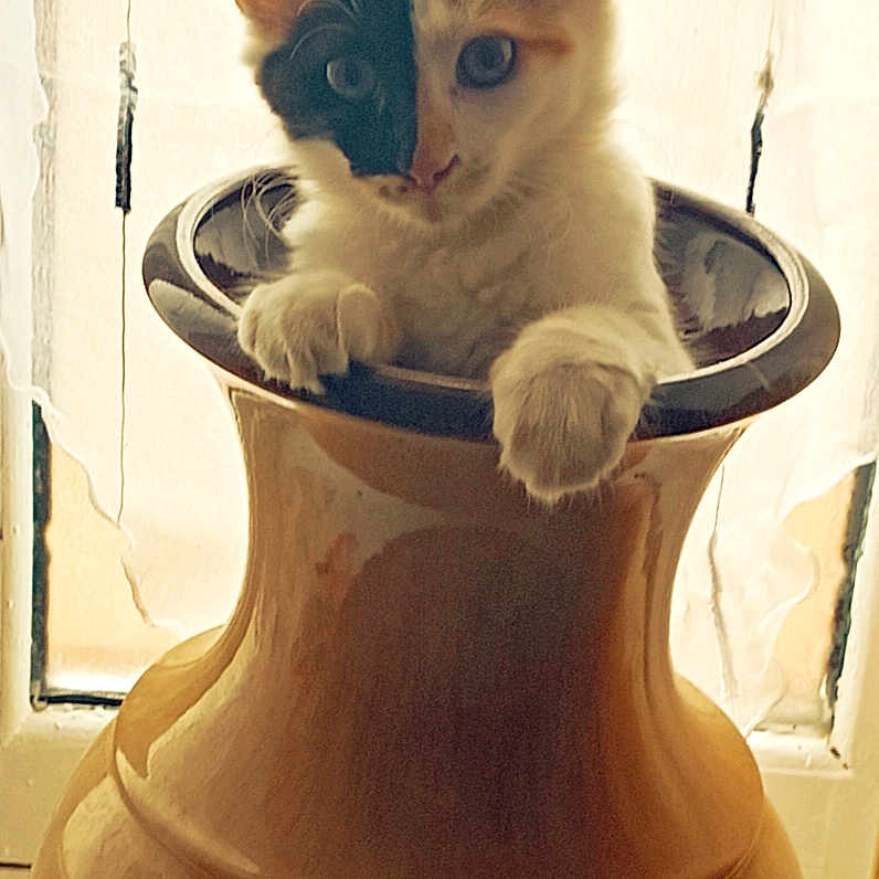 Lilou participe au concours pour gagner de l'argent avec cette photo : adorable, animal, cat, close_up, curious, curtains, cute, domestic, ears, feline, indoor, kitten, paws, pet, sitting, soft_light, two_tone_face, vase, whiskers, window