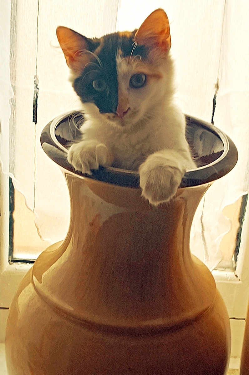 Lilou