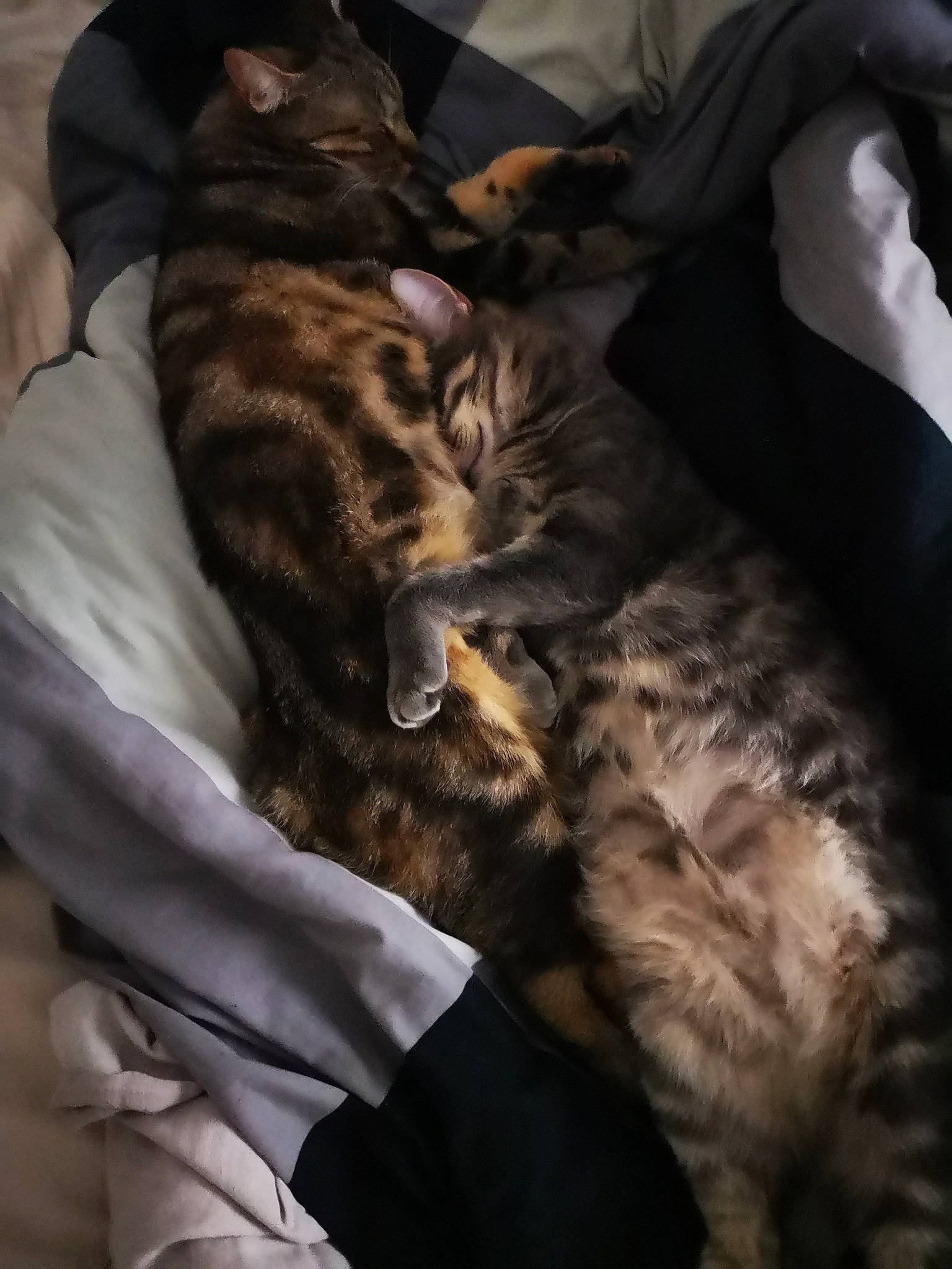 Hakuna participe au concours pour gagner de l'argent avec cette photo : bed, bed_sheet, bedding, brown, canidae, carnivore, cat, comfort, darkness, domestic_short_haired_cat, felidae, fur, grey, linens, nap, sleep, small_to_medium_sized_cats, sporting_group, tail, whiskers