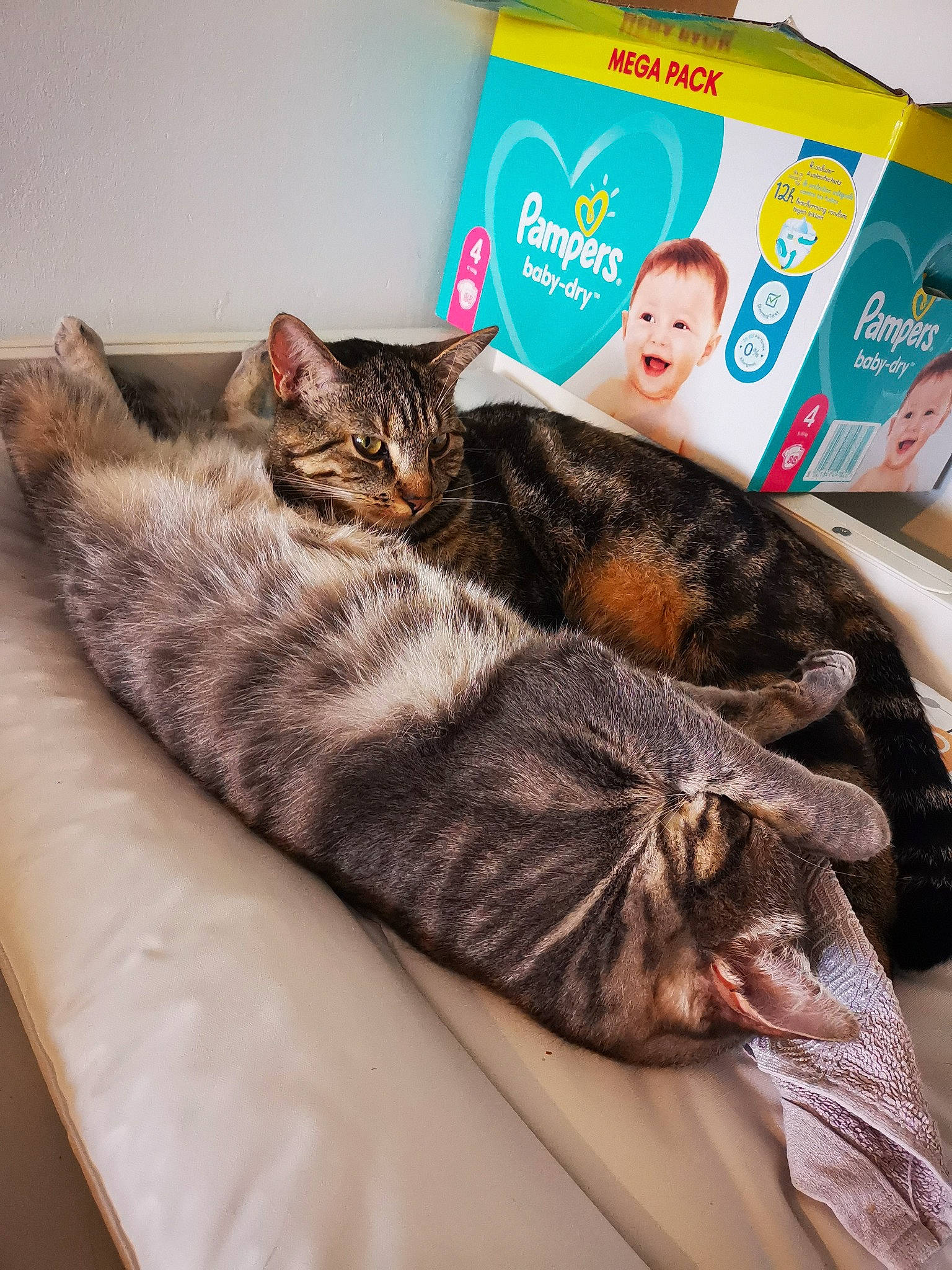 Hakuna participe au concours pour gagner de l'argent avec cette photo : bed, bedding, box, carnivore, cat, claw, comfort, couch, domestic_short_haired_cat, felidae, fur, linens, nap, packaging_and_labeling, paw, sleep, small_to_medium_sized_cats, tail, textile, whiskers