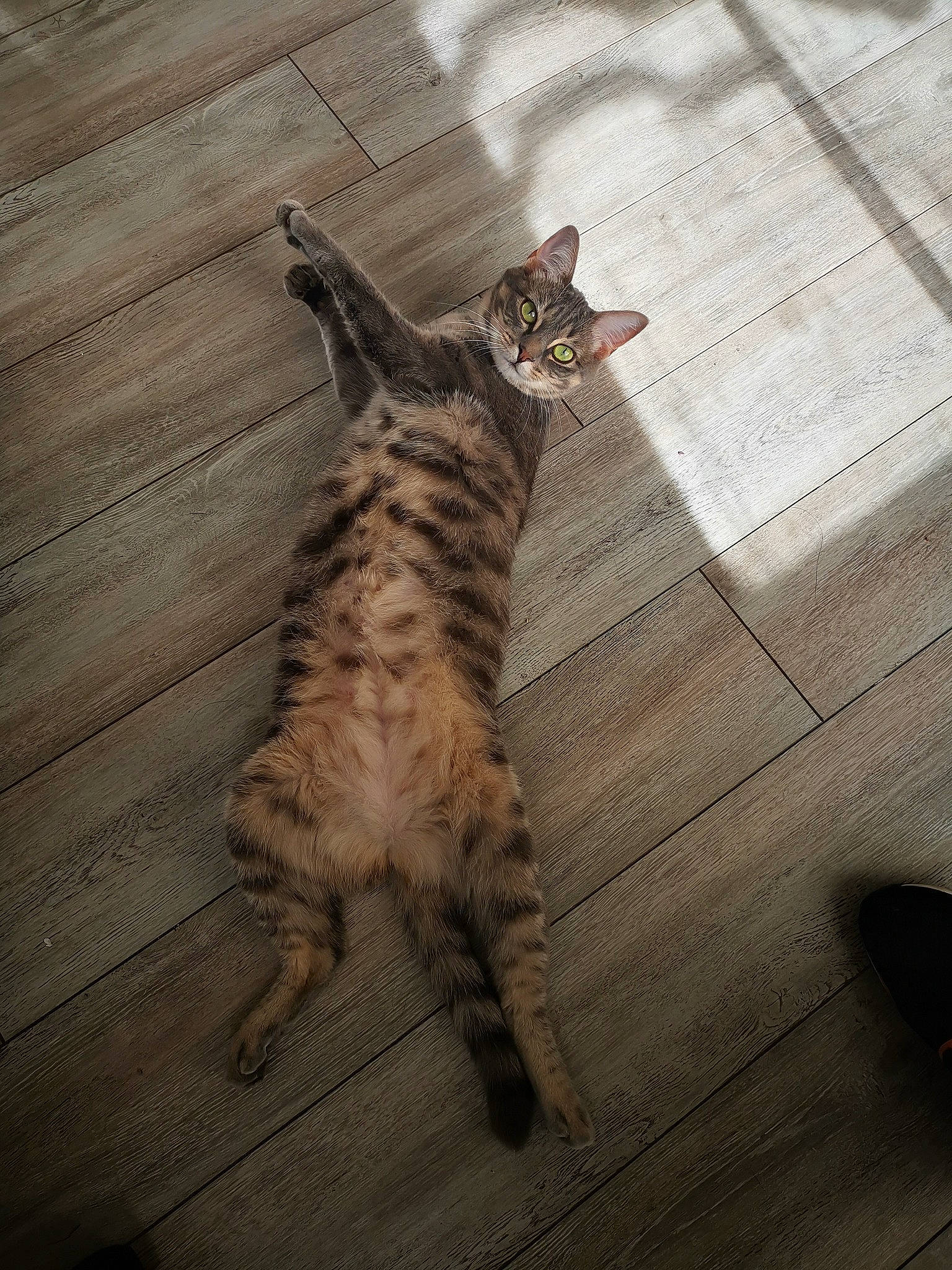 Hakuna participe au concours pour gagner de l'argent avec cette photo : carnivore, cat, domestic_short_haired_cat, door, fawn, felidae, floor, flooring, fur, grey, hardwood, metal, paw, shadow, small_to_medium_sized_cats, snout, tail, terrestrial_animal, whiskers, wood