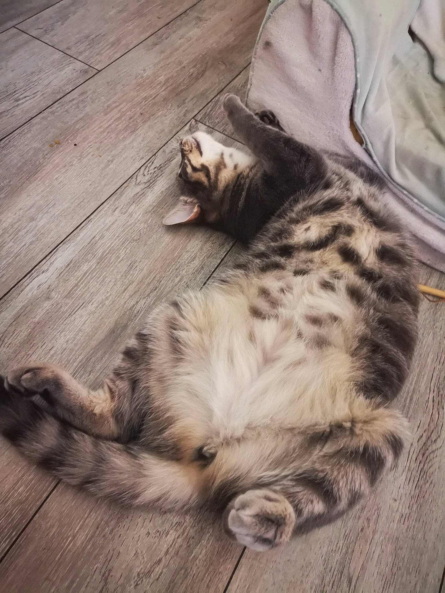 Hakuna participe au concours pour gagner de l'argent avec cette photo : carnivore, cat, cloud, comfort, domestic_short_haired_cat, felidae, floor, flooring, foot, fur, grey, hardwood, paw, sky, small_to_medium_sized_cats, tail, terrestrial_animal, tree, whiskers, wood