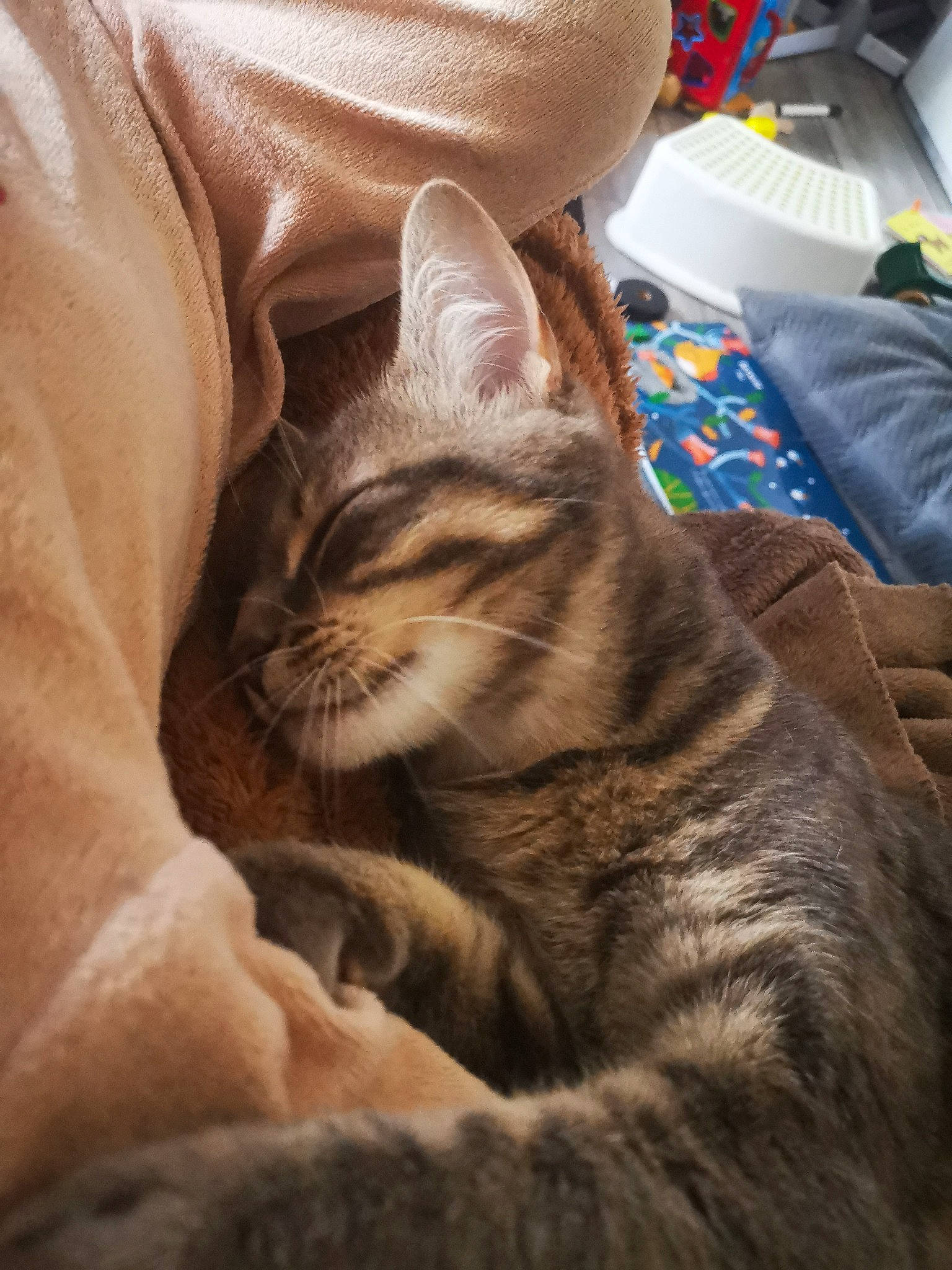 Hakuna participe au concours pour gagner de l'argent avec cette photo : bed, carnivore, cat, claw, comfort, domestic_short_haired_cat, fawn, felidae, fur, linens, nap, paw, sitting, sky, sleep, small_to_medium_sized_cats, snout, terrestrial_animal, textile, whiskers