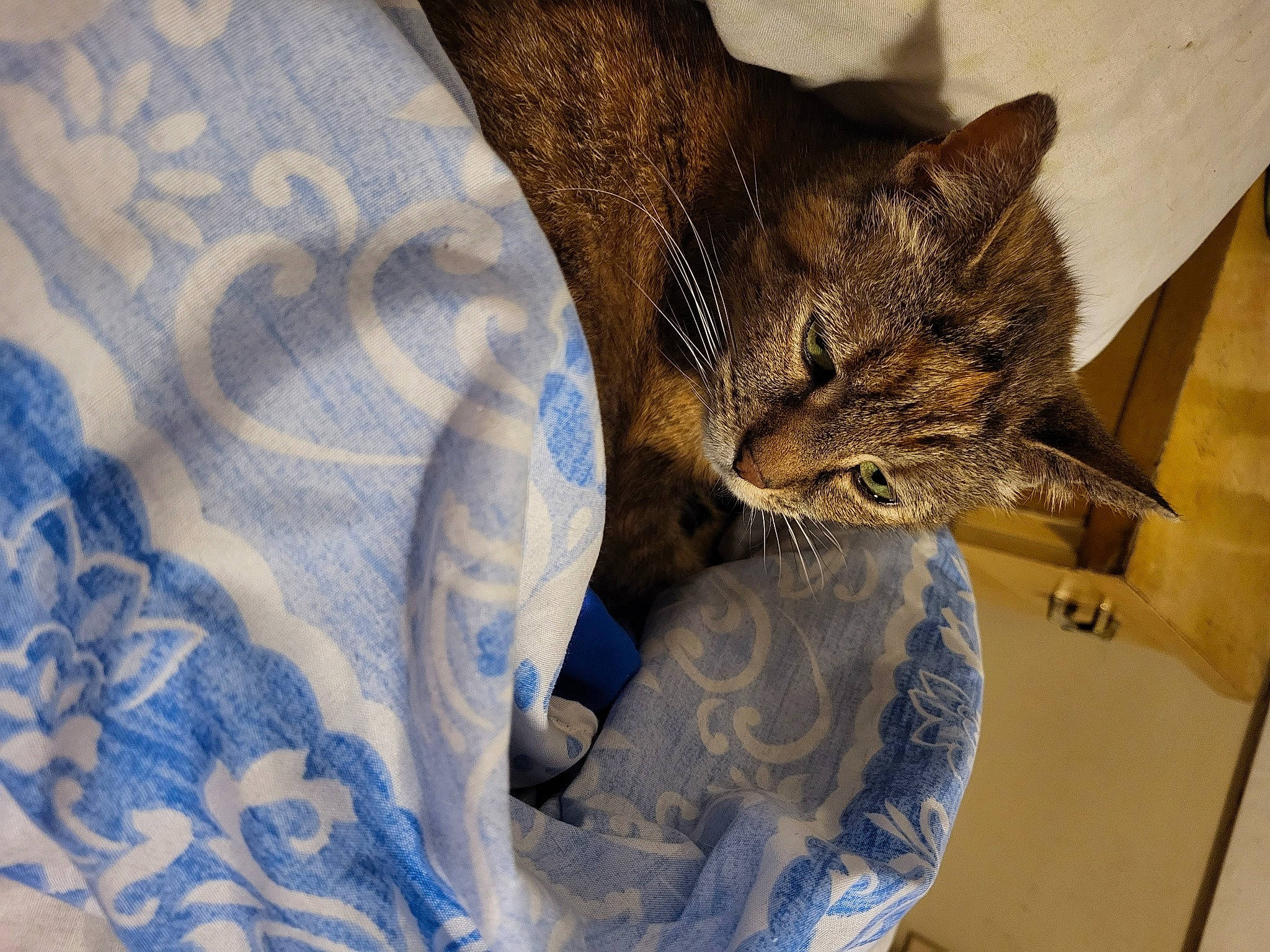 Candy is registered to the contest to win money with this photo: bed, carnivore, cat, claw, comfort, domestic_short_haired_cat, ear, electric_blue, felidae, fur, linens, nap, pattern, plant, small_to_medium_sized_cats, snout, textile, tree, whiskers, wildlife