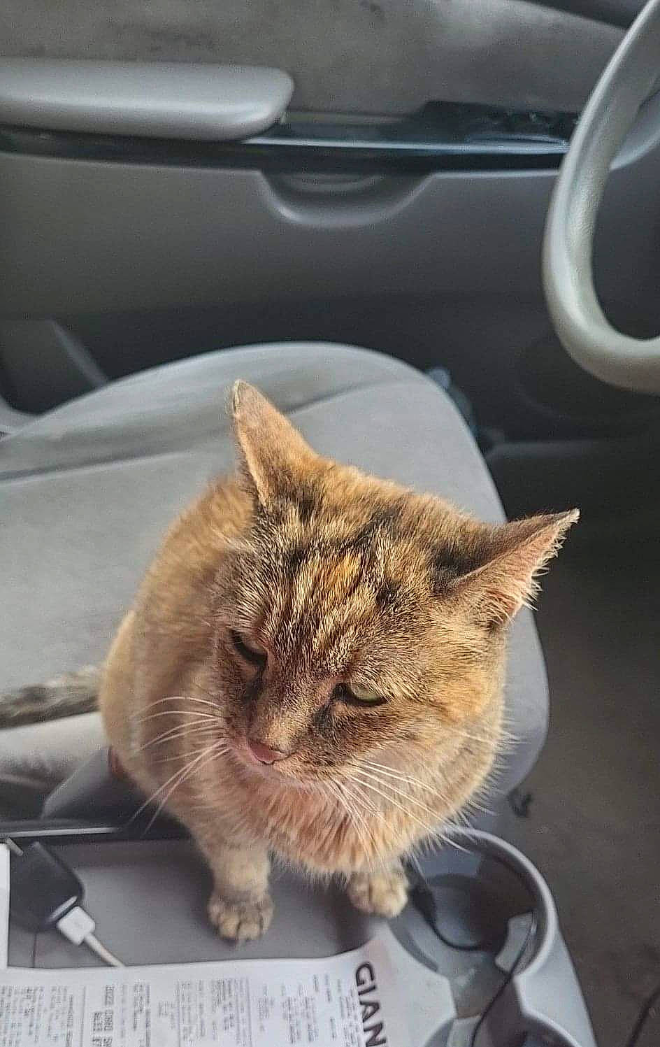 Candy is registered to the contest to win money with this photo: auto_part, automotive_exterior, car, carnivore, cat, comfort, domestic_short_haired_cat, family_car, felidae, fur, kitchen_utensil, motor_vehicle, small_to_medium_sized_cats, snout, tableware, vehicle, vehicle_door, whiskers, window, windshield