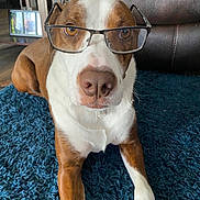 Bubba Joe is registered to the contest to win money with this photo: dog, glasses, brown_and_white, carpet, blue_rug, leather_chair, indoor, pet, canine, portrait, close_up, animal, laying_down, floor, household, muzzle, ears, eyes, nose, collar
