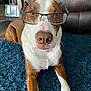 dog, glasses, brown_and_white, carpet, blue_rug, leather_chair, indoor, pet, canine, portrait, close_up, animal, laying_down, floor, household, muzzle, ears, eyes, nose, collar