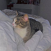 Yuki a rejoint le concours — aidez-le/la à gagner de superbes lots ! bed, bedroom, blanket, cat, comforter, cozy, domestic_animal, dresser, fur, furniture, indoor, mirror, nighttime, pet, portrait, relaxed, resting, soft_texture, tabby_cat, whiskers